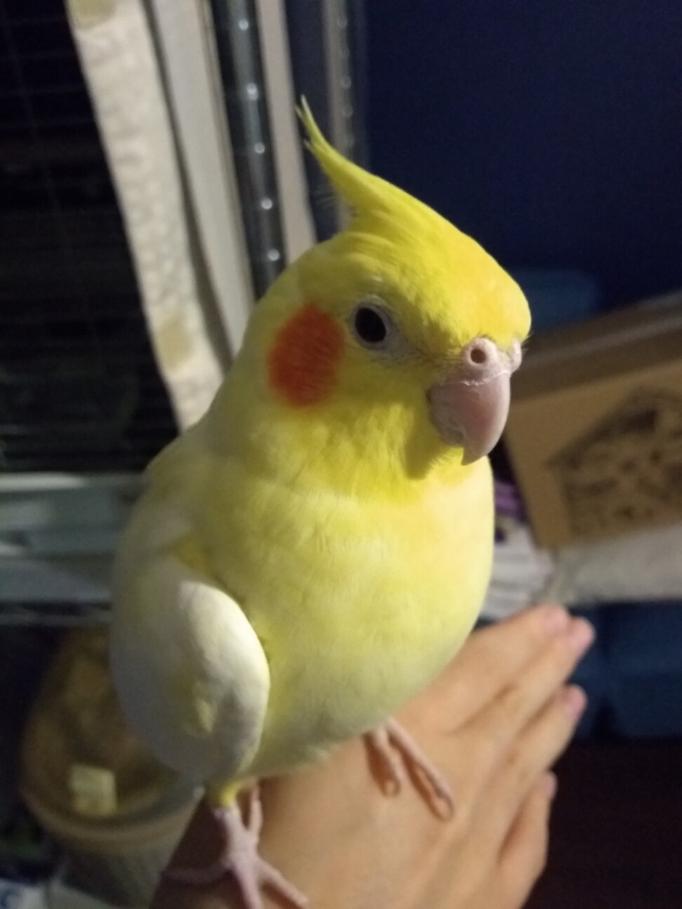 オカメインコ ルチノー♀ 」神奈川県 - 鳥の里親募集(332508) 1枚目の