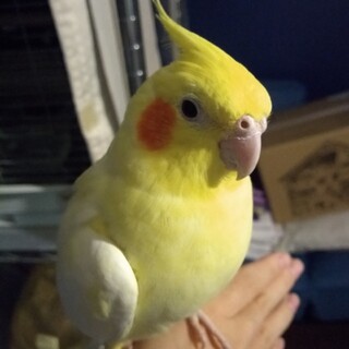 オカメインコ　ルチノー♀　