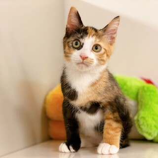 ママが恋しい甘えん坊な三毛猫♪（子猫）