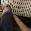 コザクラインコ  ペローシス気味です。