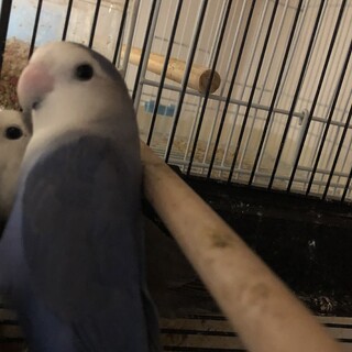 コザクラインコ  ペローシス気味です。