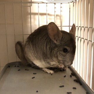 チンチラのオス