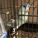 サザナミインコ  ブルー3羽