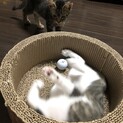 人慣れ抜群兄弟