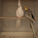 オカメインコ  ペア