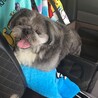動物病院は、わんちゃんねこちゃんいっぱいで車で待機中