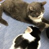 くまもとねこ