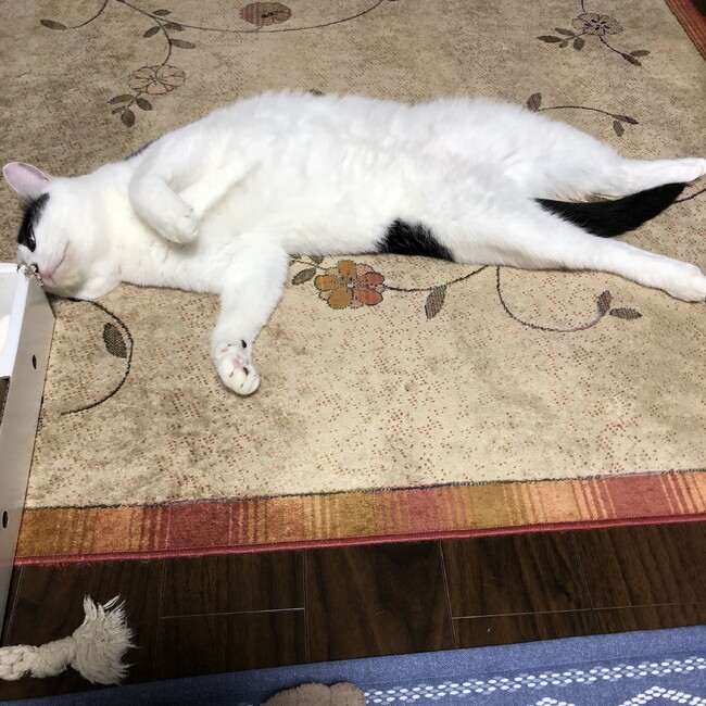 くまもとねこのカバー写真