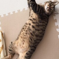 太陽
