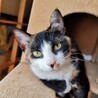 動画)  人が好きな三毛猫。前足の柄が特徴的❤️ サムネイル4