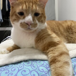 人懐こいオス猫 爪なしです