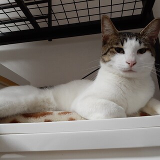 道の駅に捨てられたハンサムな子(9/25去勢手術)