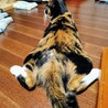 動画)  人が好きな三毛猫。前足の柄が特徴的❤️ サムネイル2