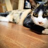 動画)  人が好きな三毛猫。前足の柄が特徴的❤️ サムネイル3