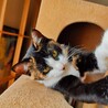 動画)  人が好きな三毛猫。前足の柄が特徴的❤️ サムネイル6