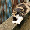 動画)  人が好きな三毛猫。前足の柄が特徴的❤️ サムネイル7