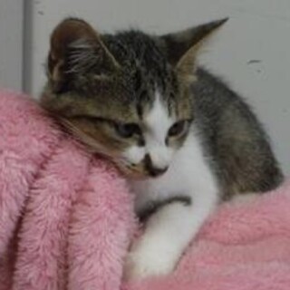 里親様に迎えられました。子猫♂155