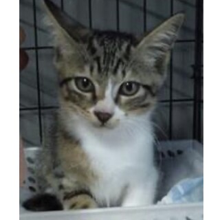 里親様に迎えられました。子猫♂156