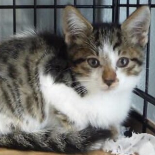 里親様に迎えられました。子猫♂157