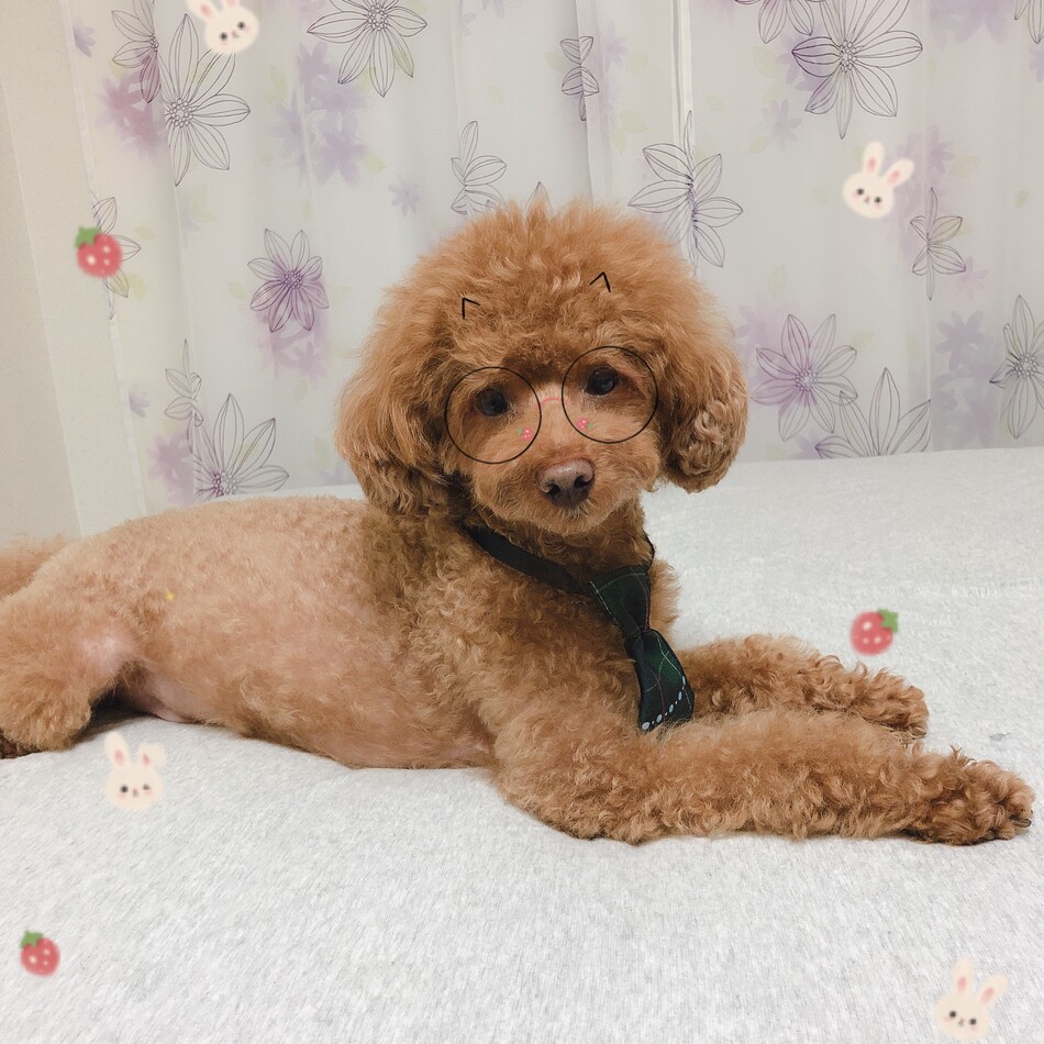 イブのカバー写真