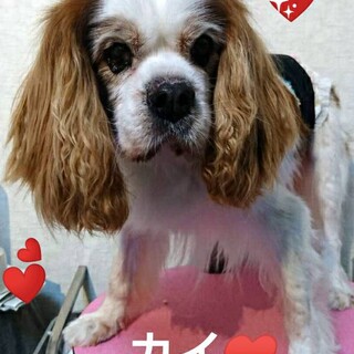 ハイシニアだけど元気です！ブレンハイム　カイ君