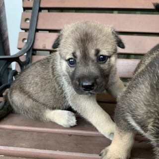 春日井市里親様に決まりました♡ジジくん