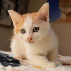 11/1（日）猫カフェ風保護猫譲渡会 サムネイル2