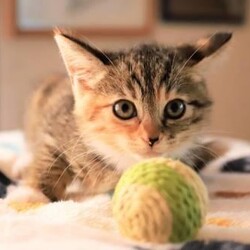 11/1（日）猫カフェ風保護猫譲渡会 サムネイル3