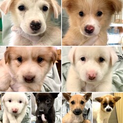 仔犬/成犬&仔猫の譲渡会