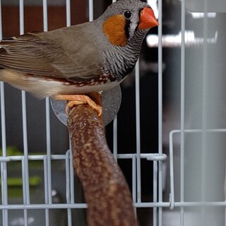 現在交渉中　一旦募集を中断いたします