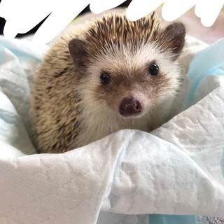 女の子でただいま1歳です。