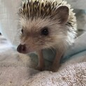 ハリネズミ 1歳 男の子