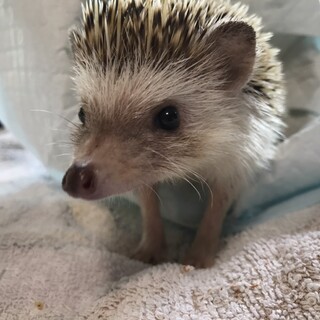 ハリネズミ 1歳 男の子
