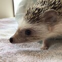 ハリネズミ 1歳 女の子
