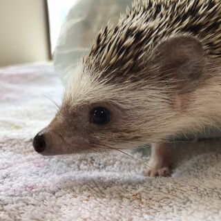 ハリネズミ 1歳 女の子