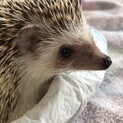 ハリネズミ 1歳 男の子