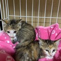 小さい2匹の姉妹