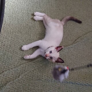 シャムmix風きなこちゃん