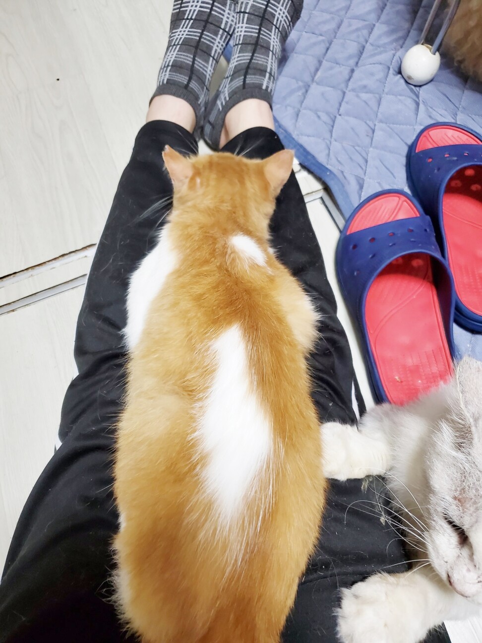 梅干顔の癒し系☆つぶらな」埼玉県 - 猫の里親募集(332593 