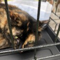 素敵な家族を募集してます
