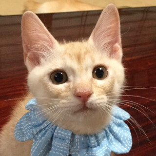 ミルクティー色のヤンチャボーイ、ほたかです！ 