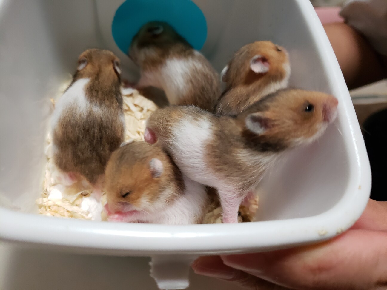 一回終了 再募集 10 岩手県 小動物の里親募集 ペットのおうち 月間利用者150万人