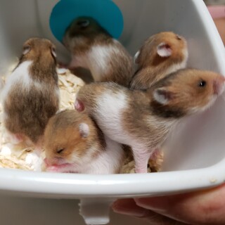 ※一回終了！再募集※10/5投稿ゴルハム