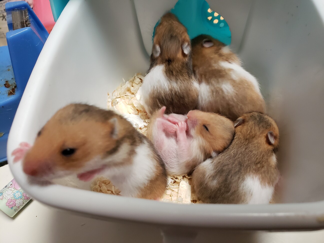一回終了 再募集 10 岩手県 小動物の里親募集 ペットのおうち 月間利用者150万人