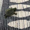 子亀の里親募集！