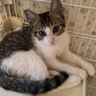 可愛い兄妹がお家を探しています！