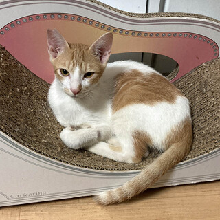 甘えん坊でやんちゃな流星くん♪里親募集中！！