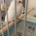 アルビノインコの里親を募集します