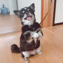 10歳 ももちゃん