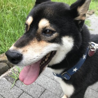 穏やか、散歩大好き男子「むさし」